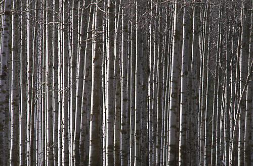 Fotografia de Sin Nombre - Galeria Fotografica: Naturaleza Intima - Foto: Alamos