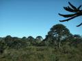 Fotos de Marc -  Foto: Chile - Araucarias, el rbol milenario.