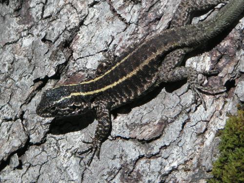 Fotografia de Marc - Galeria Fotografica: Chile - Foto: Lagarto de Nahuelbunda