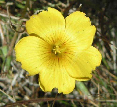 Fotografia de Marc - Galeria Fotografica: Flores - Foto: Flor chilena 1