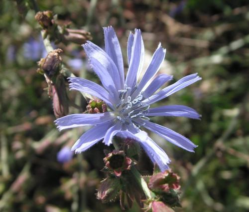 Fotografia de Marc - Galeria Fotografica: Flores - Foto: Flor chilena 3