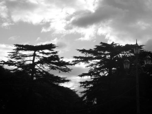 Fotografia de ojosdiego - Galeria Fotografica: DueNDeS DeL aRBol - Foto: CoMPaNia eSTaTiCa