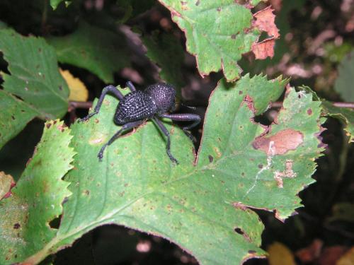 Fotografia de Marc - Galeria Fotografica: Chile - Foto: Caballito