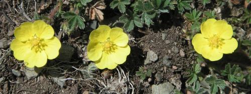 Fotografia de Marc - Galeria Fotografica: Flores - Foto: 