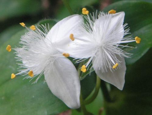 Fotografia de Marc - Galeria Fotografica: Flores - Foto: 