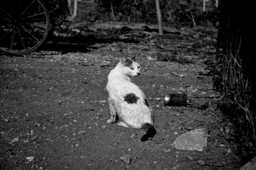 Fotografia de Cristyan Gonzlez Alfonso - Galeria Fotografica: Gatos - Foto: 