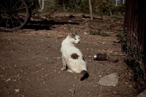 Fotografia de Cristyan Gonzlez Alfonso - Galeria Fotografica: Gatos - Foto: 