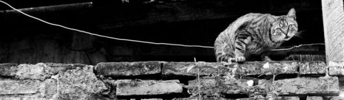 Fotografia de Cristyan Gonzlez Alfonso - Galeria Fotografica: Gatos - Foto: 