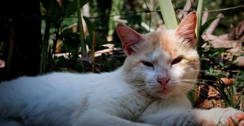 Fotografia de Cristyan Gonzlez Alfonso - Galeria Fotografica: Gatos - Foto: 