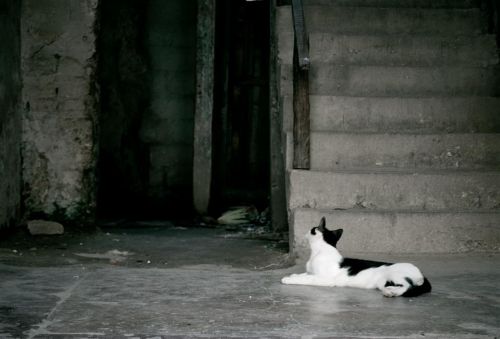 Fotografia de Cristyan Gonzlez Alfonso - Galeria Fotografica: Gatos - Foto: 