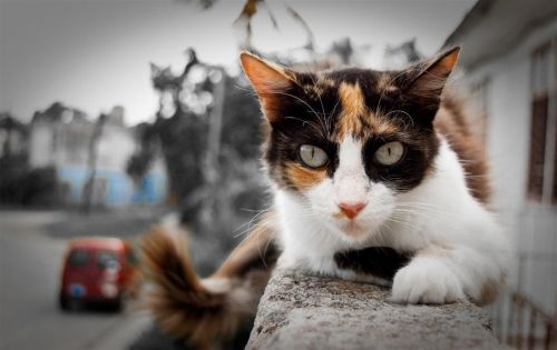 Fotografia de Cristyan Gonzlez Alfonso - Galeria Fotografica: Gatos - Foto: 