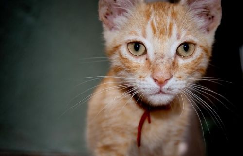 Fotografia de Cristyan Gonzlez Alfonso - Galeria Fotografica: Gatos - Foto: 