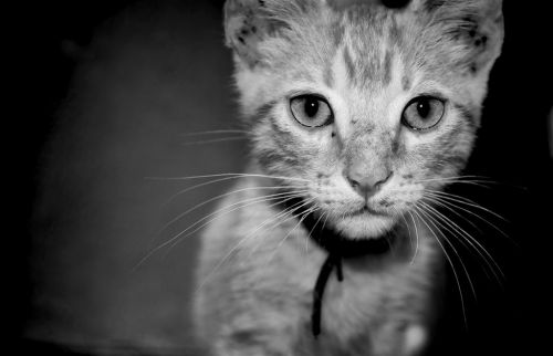 Fotografia de Cristyan Gonzlez Alfonso - Galeria Fotografica: Gatos - Foto: 