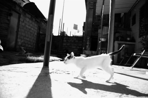 Fotografia de Cristyan Gonzlez Alfonso - Galeria Fotografica: Gatos - Foto: 