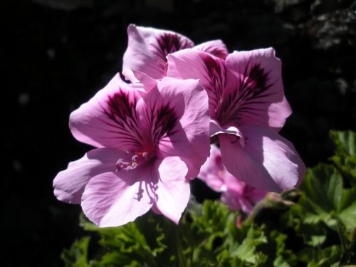 Fotografia de Mercedes - Galeria Fotografica: MACRO`S - Foto: 