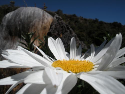 Fotografia de Mercedes - Galeria Fotografica: MACRO`S - Foto: 