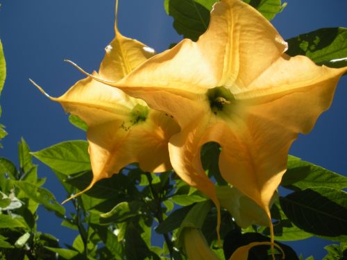 Fotografia de Mercedes - Galeria Fotografica: MACRO`S - Foto: 