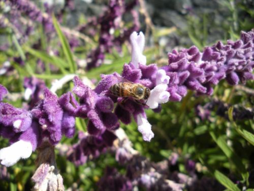 Fotografia de Mercedes - Galeria Fotografica: MACRO`S - Foto: 