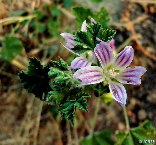Fotografia de tomaneg - Galeria Fotografica: Macro - Foto: linda flor