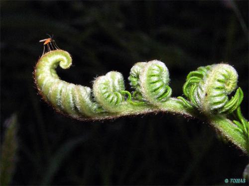 Fotografia de tomaneg - Galeria Fotografica: Macro - Foto: mosquito con helecho