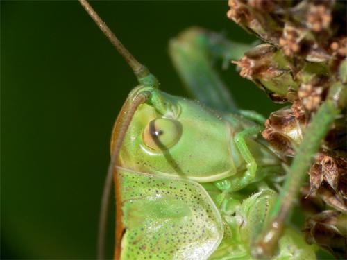 Fotografia de alg - Galeria Fotografica: Naturaleza 1 - Foto: LANGOSTA 3