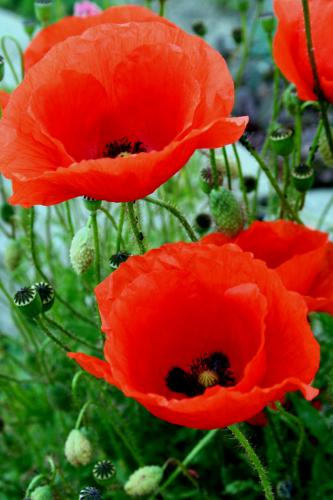 Fotografia de catalina - Galeria Fotografica:  en lente - Foto: 