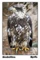 Foto de  Primox Studios - Galería: Postales - Animales - Fotografía: Aguila Calva