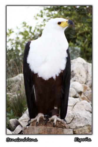 Fotografia de Primox Studios - Galeria Fotografica: Postales - Animales - Foto: Aguila Real