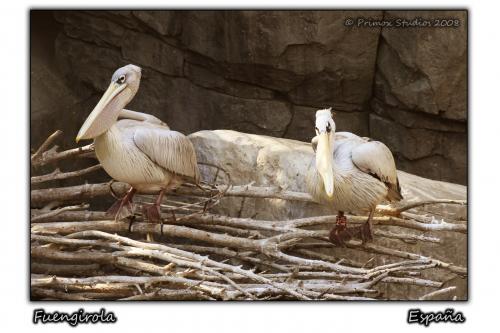 Fotografia de Primox Studios - Galeria Fotografica: Postales - Animales - Foto: Alcatraces