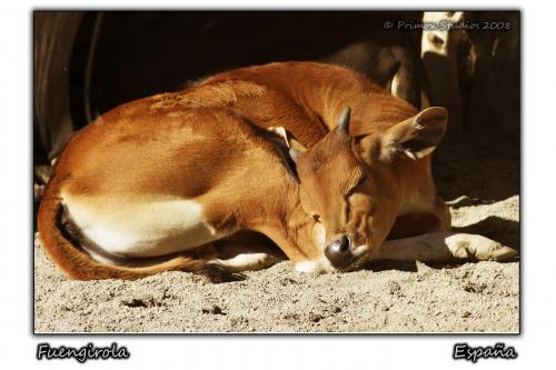 Fotografia de Primox Studios - Galeria Fotografica: Postales - Animales - Foto: Becerro