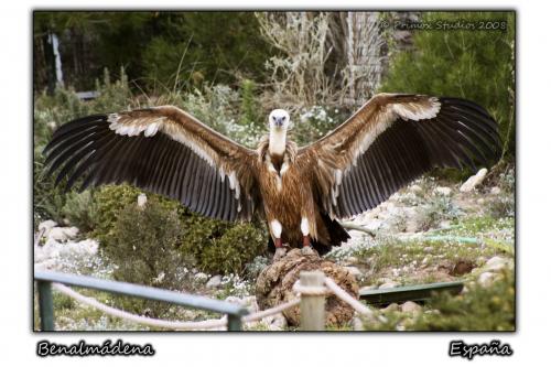 Fotografia de Primox Studios - Galeria Fotografica: Postales - Animales - Foto: Buitre Leonado con las alas desplegadas