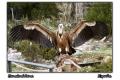 Foto de  Primox Studios - Galería: Postales - Animales - Fotografía: Buitre Leonado con las alas desplegadas