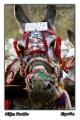Fotos de Primox Studios -  Foto: Postales - Animales - Burro Taxi