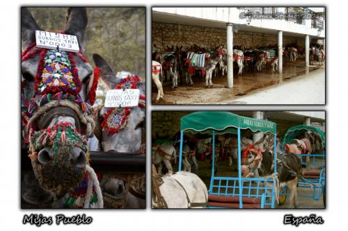 Fotografia de Primox Studios - Galeria Fotografica: Postales - Animales - Foto: Burro Taxi's Collage
