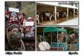 Fotos de Primox Studios -  Foto: Postales - Animales - Burro Taxi's Collage