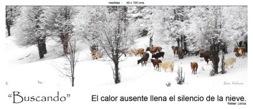 Fotografia de fotonatura3d - Galeria Fotografica: AYSN... y las riquezas amenazadas de la patagonia chilena - Foto: BUSCANDO