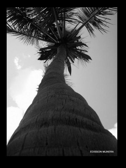 Fotografia de EDISSON - Galeria Fotografica: VARIOS - Foto: 