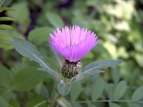 Fotografia de SIRIO - Galeria Fotografica: UN PARAISO NATURAL TRAS MI CASA - Foto: CARDO EN FLOR.