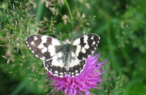 Fotografia de ignasi - Galeria Fotografica: INSECTOS - Foto: 