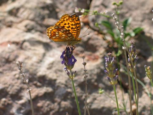 Fotografia de ignasi - Galeria Fotografica: INSECTOS - Foto: 
