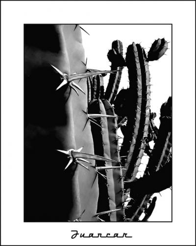 Fotografia de juanki - Galeria Fotografica: blanco y negro - Foto: cactus