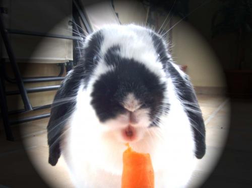 Fotografia de kontxa - Galeria Fotografica: CONEJO - Foto: Al arroz?