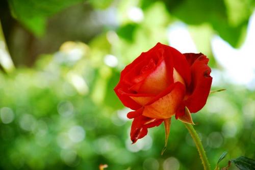 Fotografia de josse peluquero - Galeria Fotografica: En el Campo - Foto: rosas2