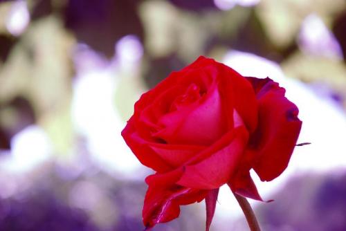 Fotografia de josse peluquero - Galeria Fotografica: En el Campo - Foto: rosas3