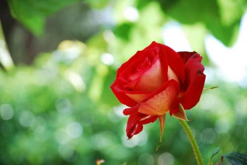 Fotografia de josse peluquero - Galeria Fotografica: En el Campo - Foto: rosas4