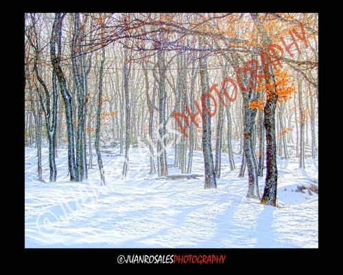 Fotografia de Juan Rosales - Galeria Fotografica: En mi memoria - Foto: 