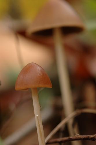 Fotografia de Xavier Macia - Galeria Fotografica: criaturas del bosque - Foto: setas