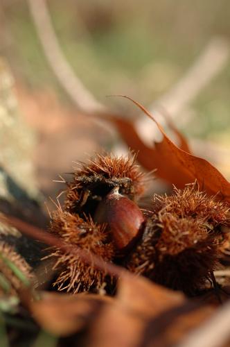 Fotografia de Xavier Macia - Galeria Fotografica: criaturas del bosque - Foto: castaas