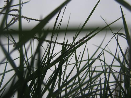 Fotografia de Ivan Coppes Halen - Galeria Fotografica: Naturaleza y Marcro - Foto: Pasto 1