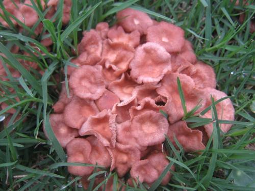 Fotografia de Ivan Coppes Halen - Galeria Fotografica: Naturaleza y Marcro - Foto: Hongos